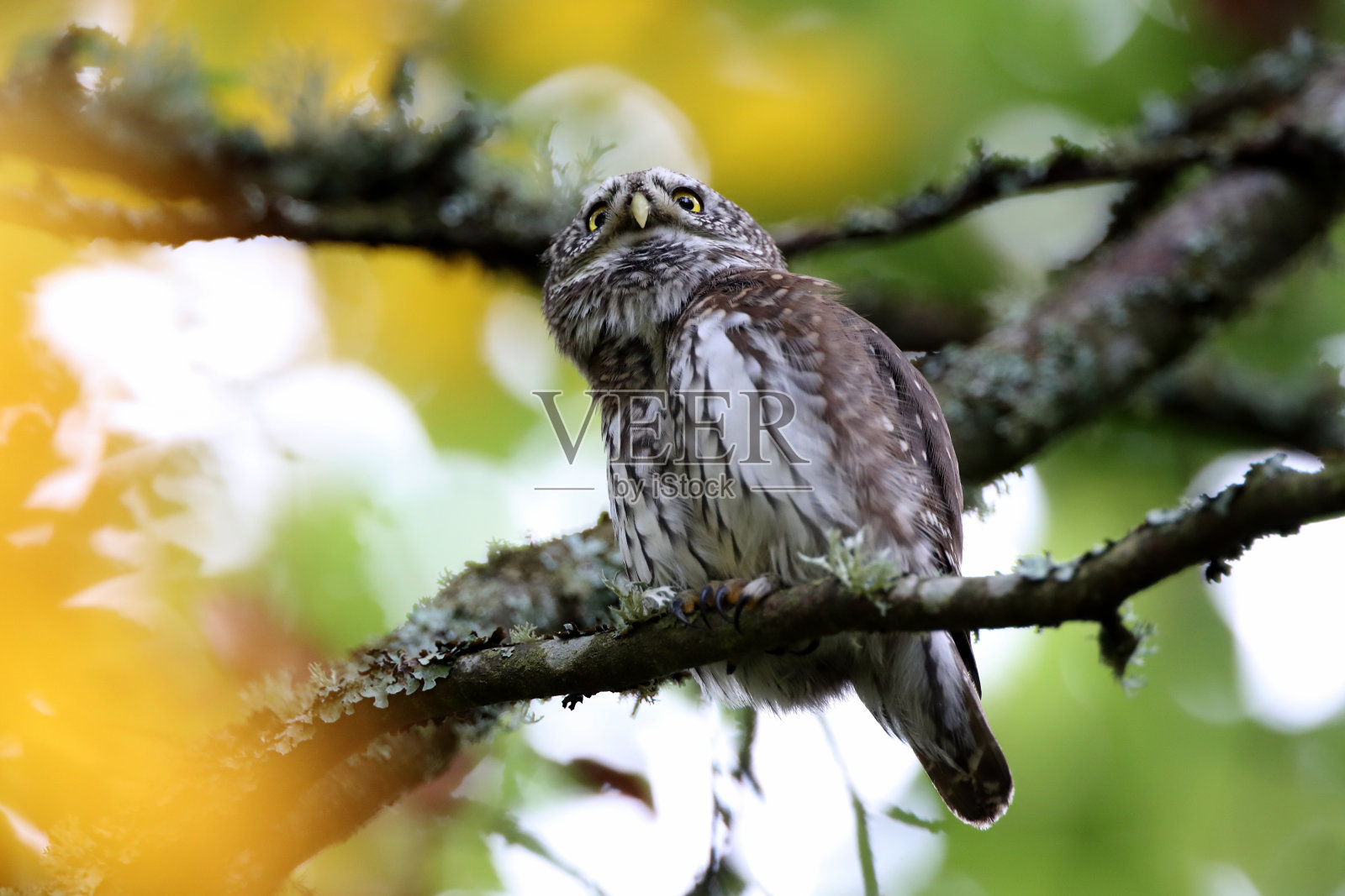 欧亚侏儒猫头鹰(蓝毛鸮)斯瓦比亚Jura德国照片摄影图片