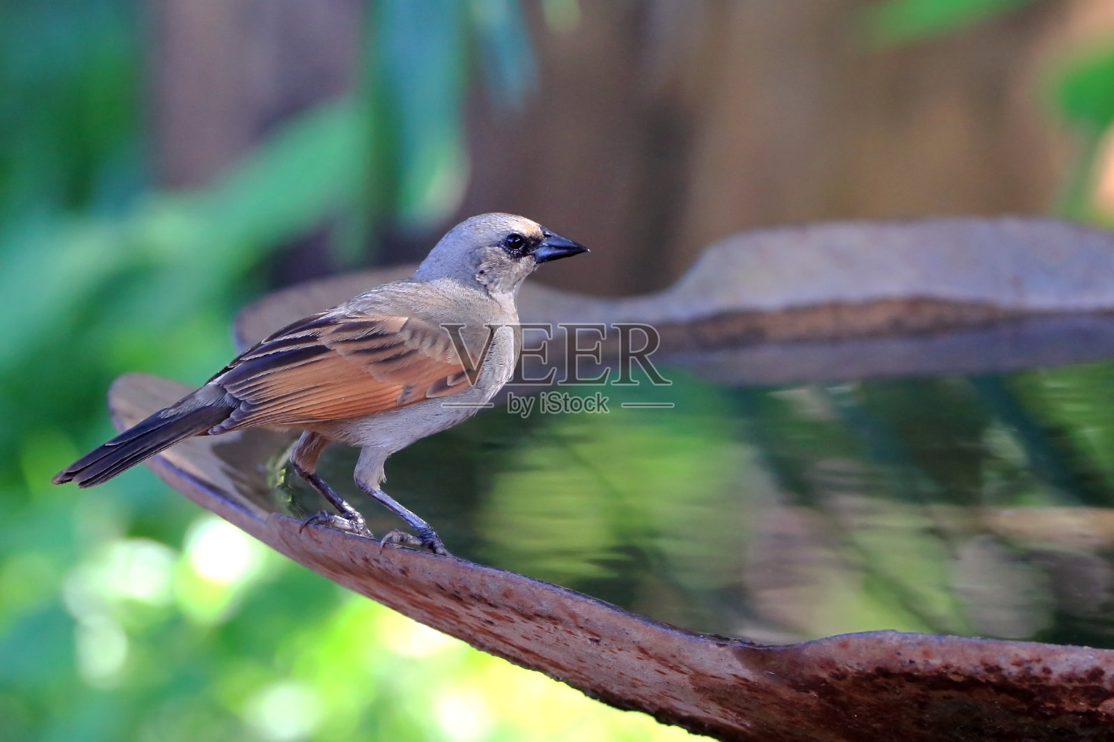 从巴西潘塔纳尔的喷泉中饮水的灰色Baywing (Agelaioides badius)照片摄影图片