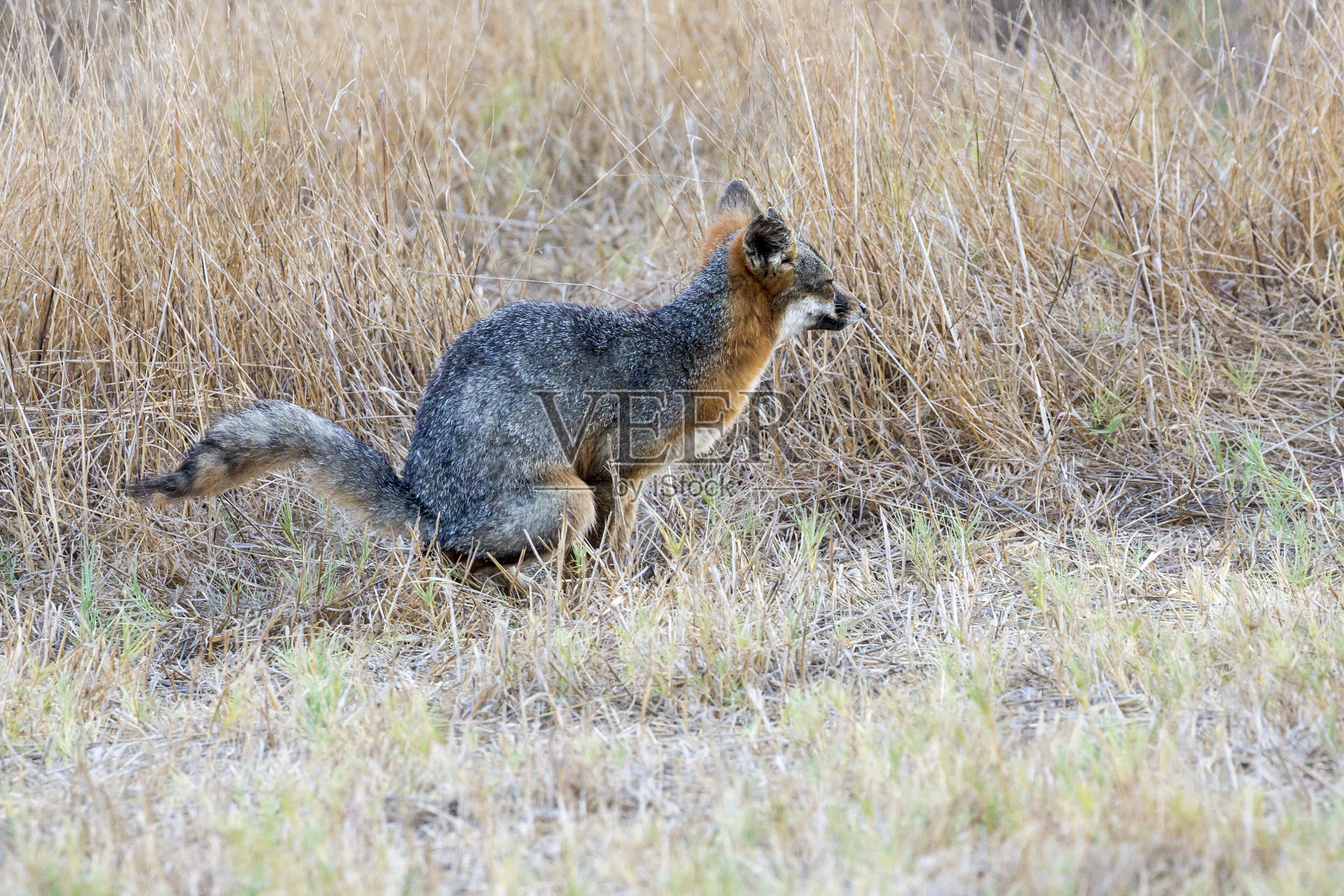 海峡群岛国家公园中罕见的岛狐照片摄影图片