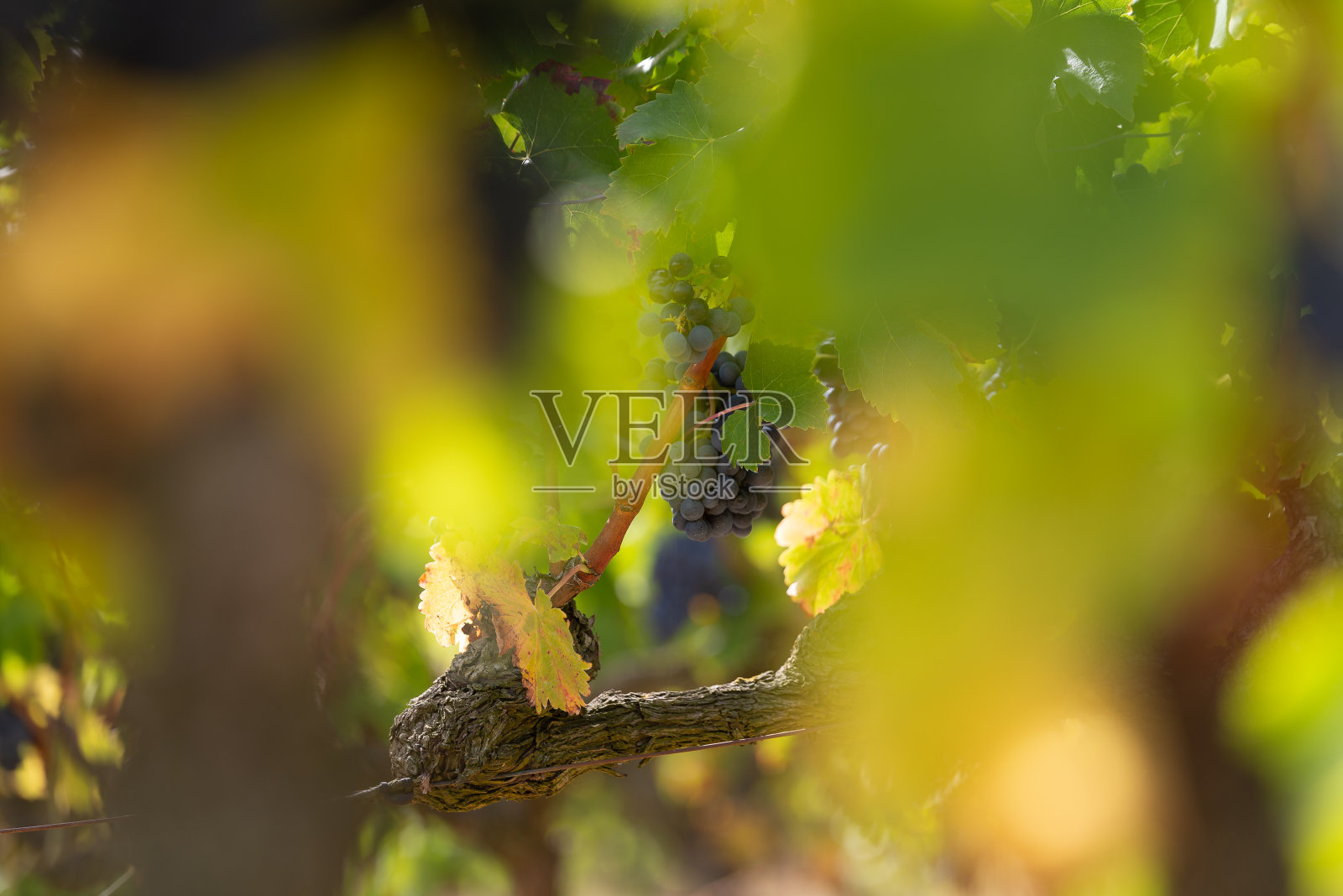 西班牙里奥哈葡萄园里的红葡萄照片摄影图片