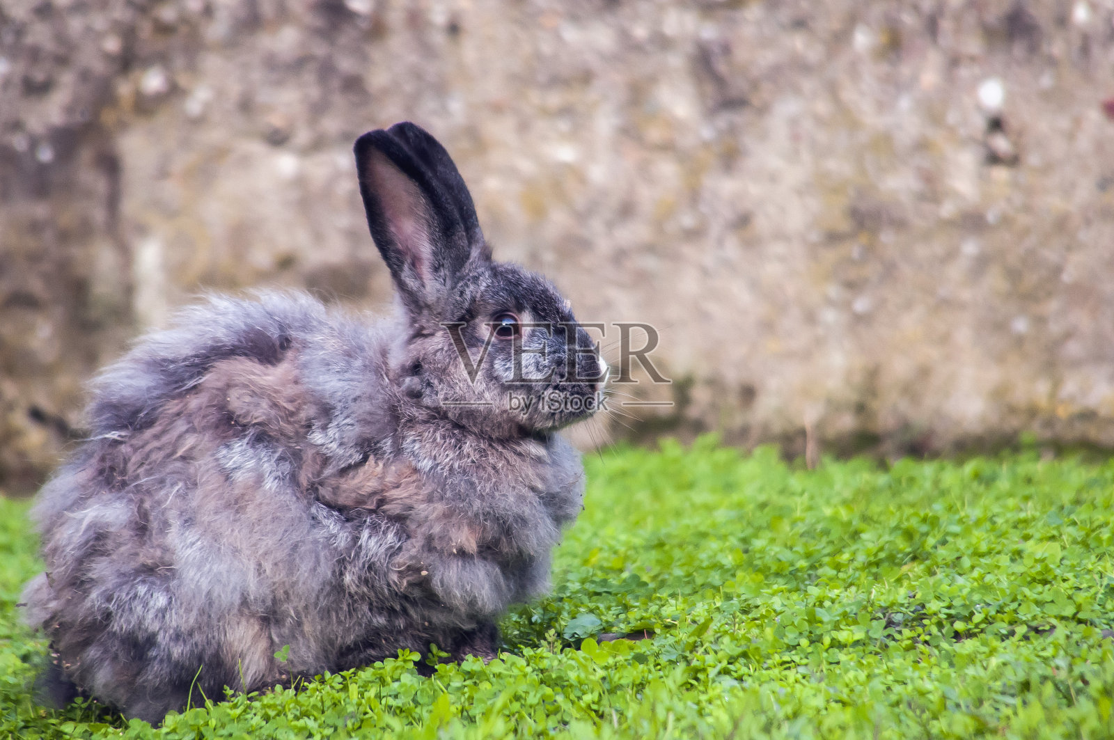 兔子8照片摄影图片