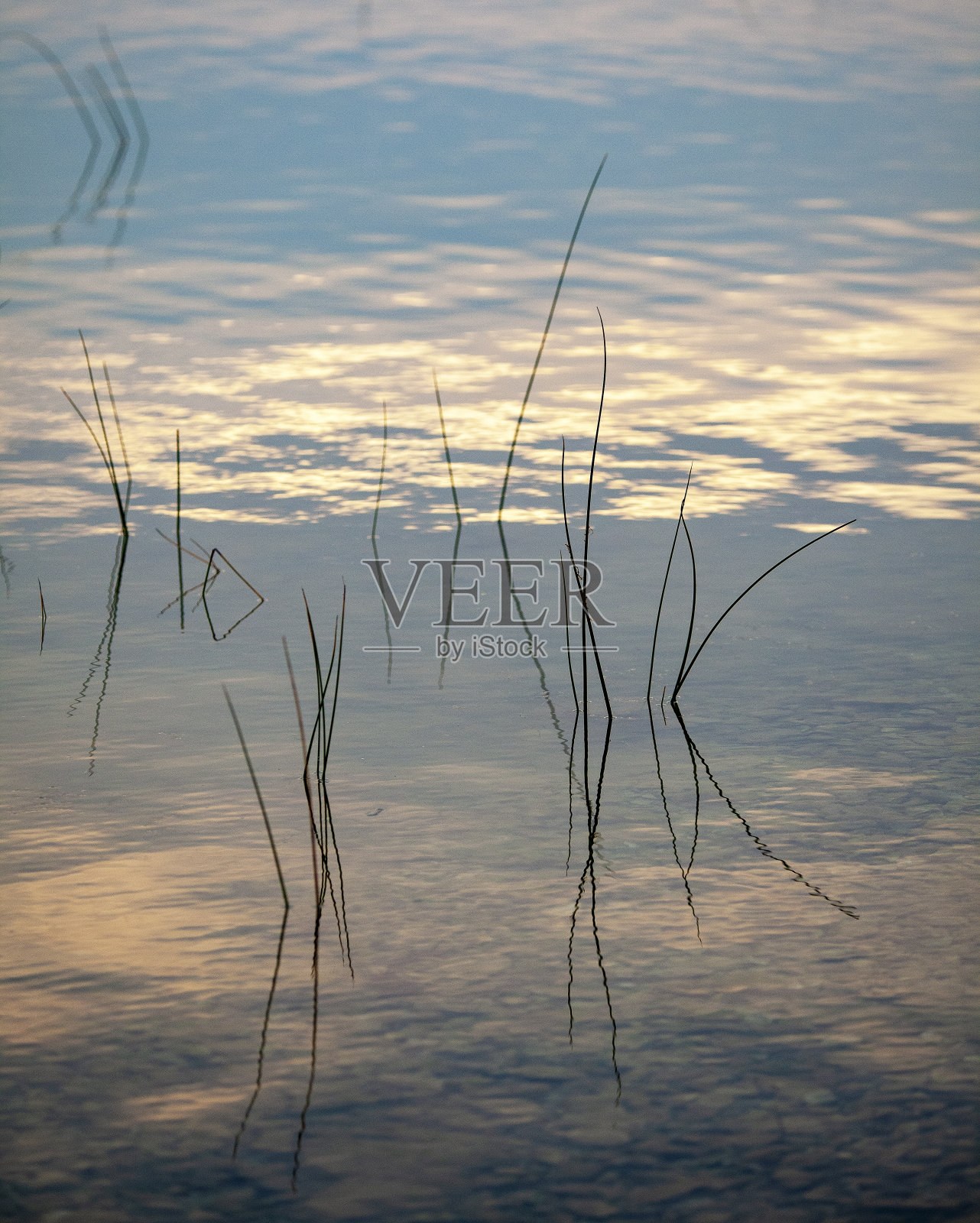 日出时湖里有草。照片摄影图片