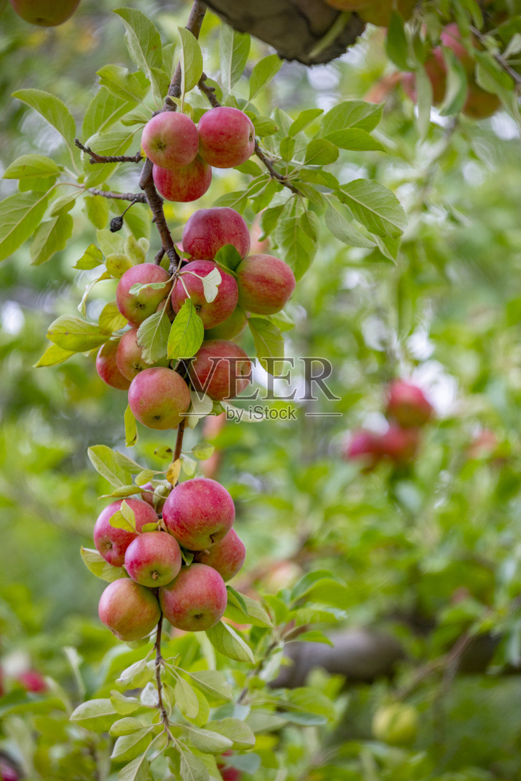 苹果与苹果收获照片摄影图片