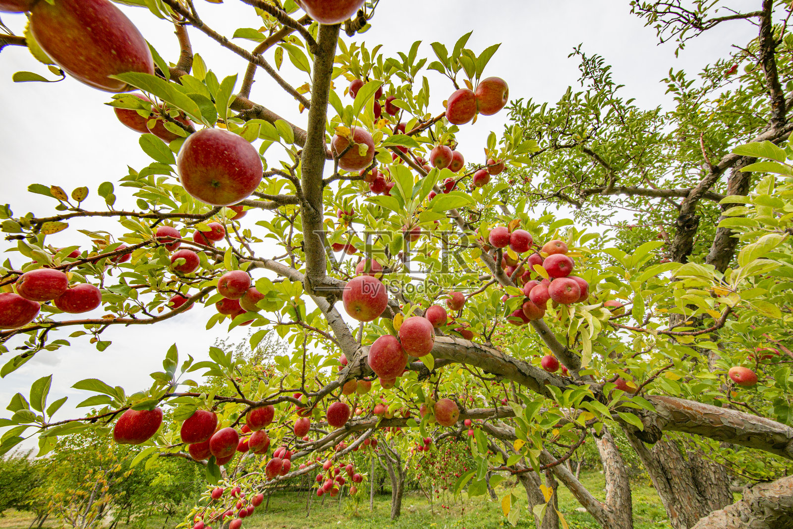 苹果与苹果收获照片摄影图片