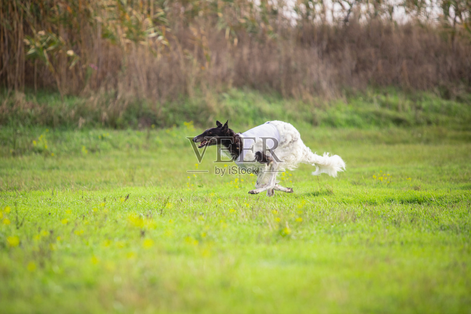 在比赛中追逐诱饵时表演的运动犬照片摄影图片