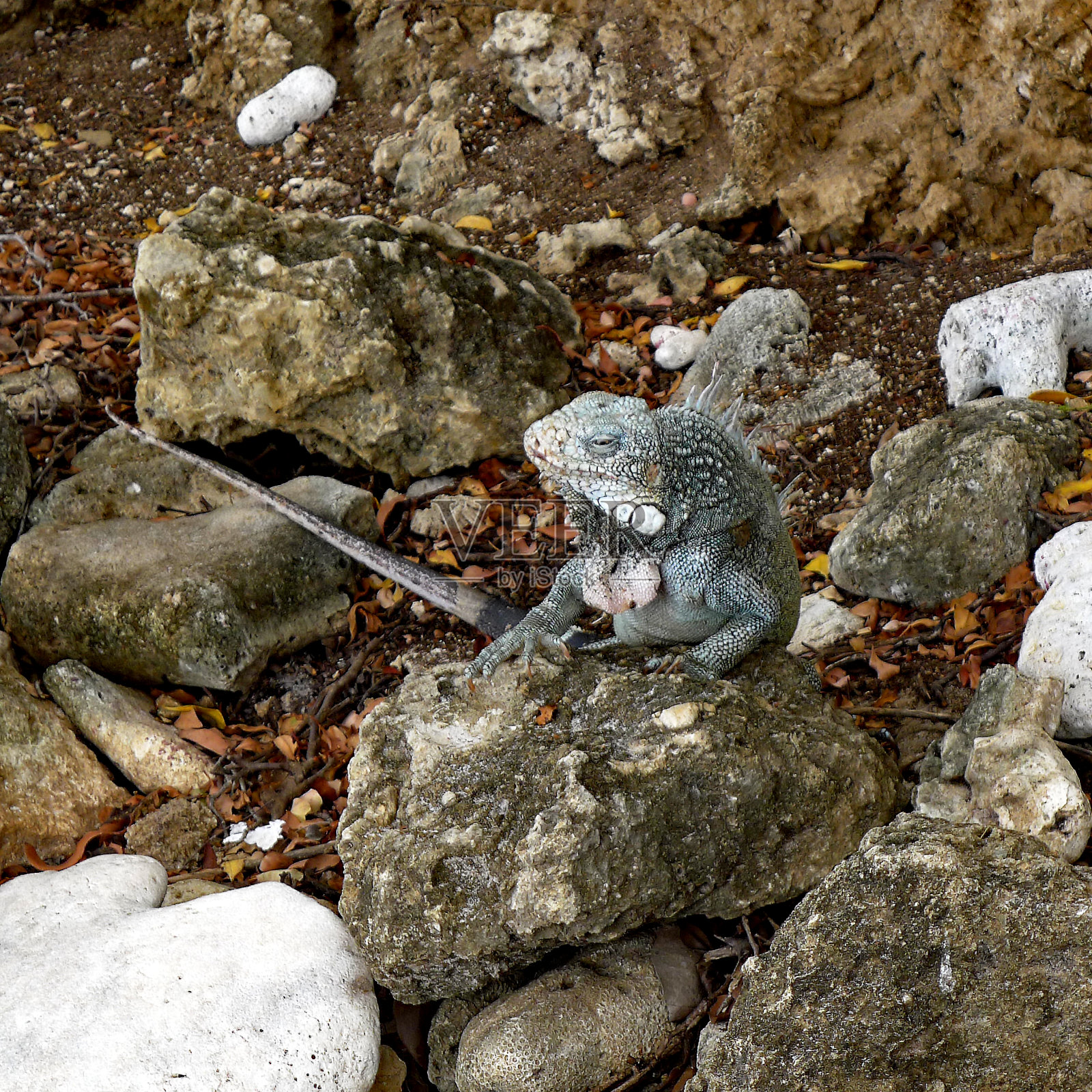 岩石上的鬣蜥照片摄影图片