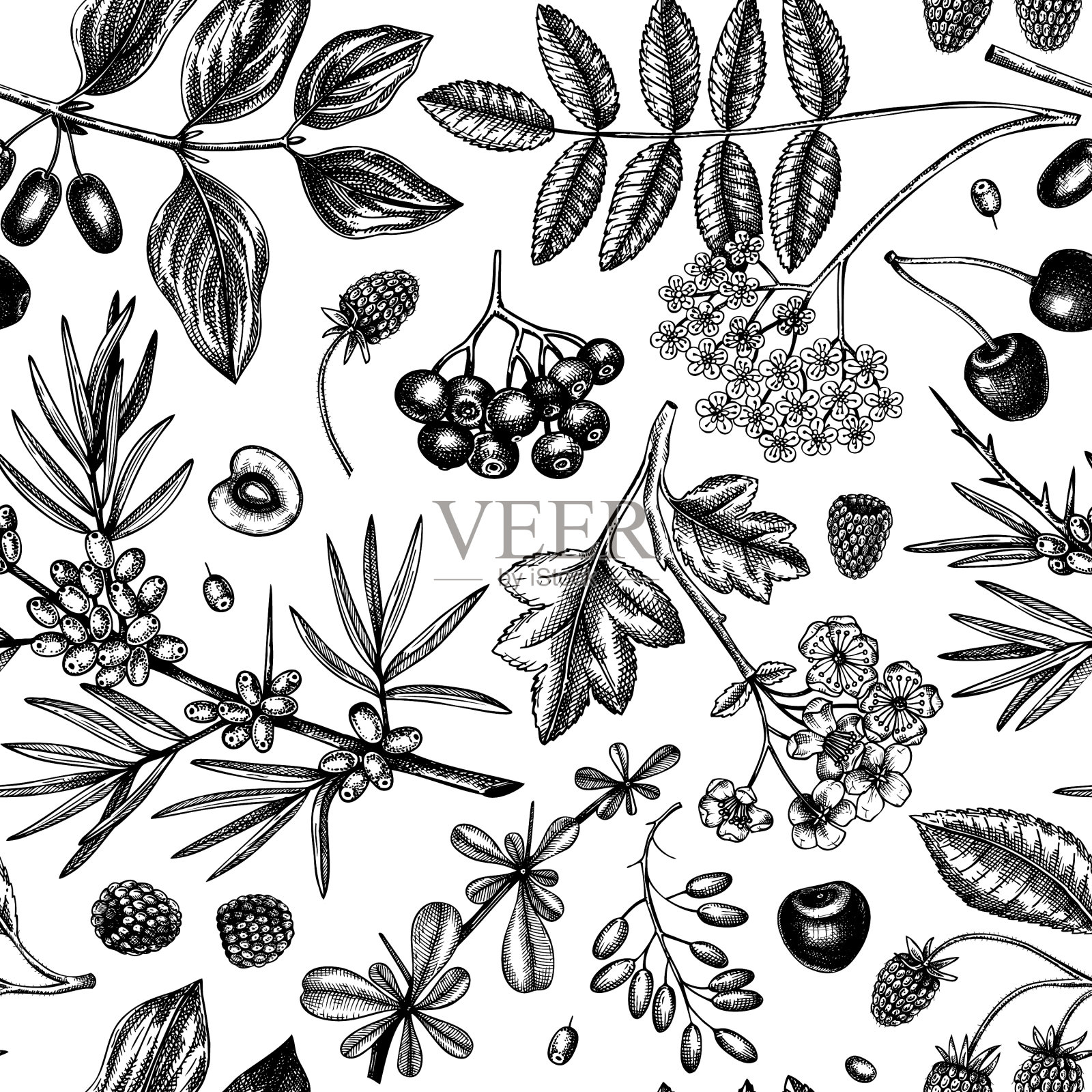 野莓素描无缝图案手绘插画图片素材