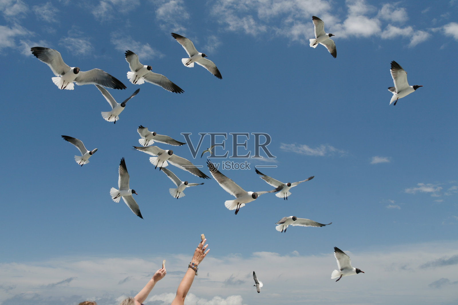 海鸥在飞照片摄影图片