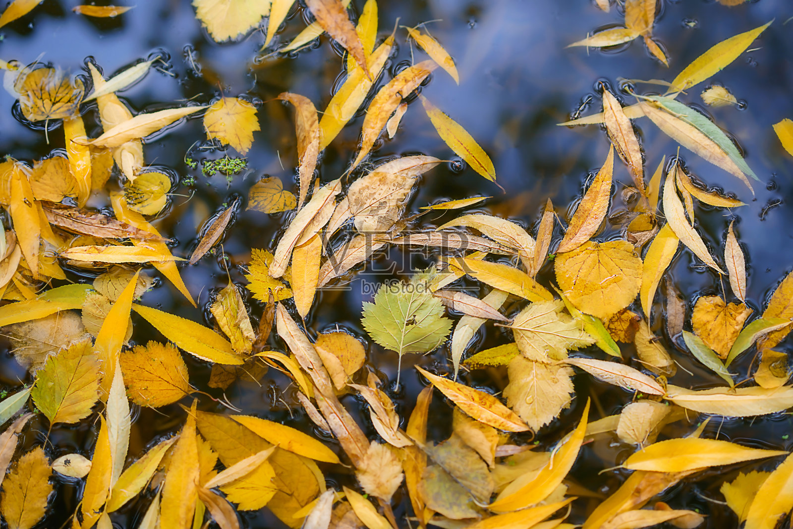 秋叶落在湖面上照片摄影图片