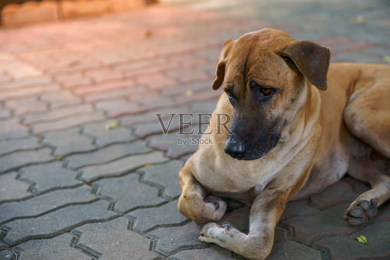 一张大棕色的狗躺在地上看起来很可疑的照片。照片摄影图片