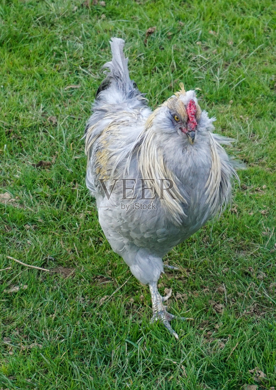 Branfere野生动物照片摄影图片