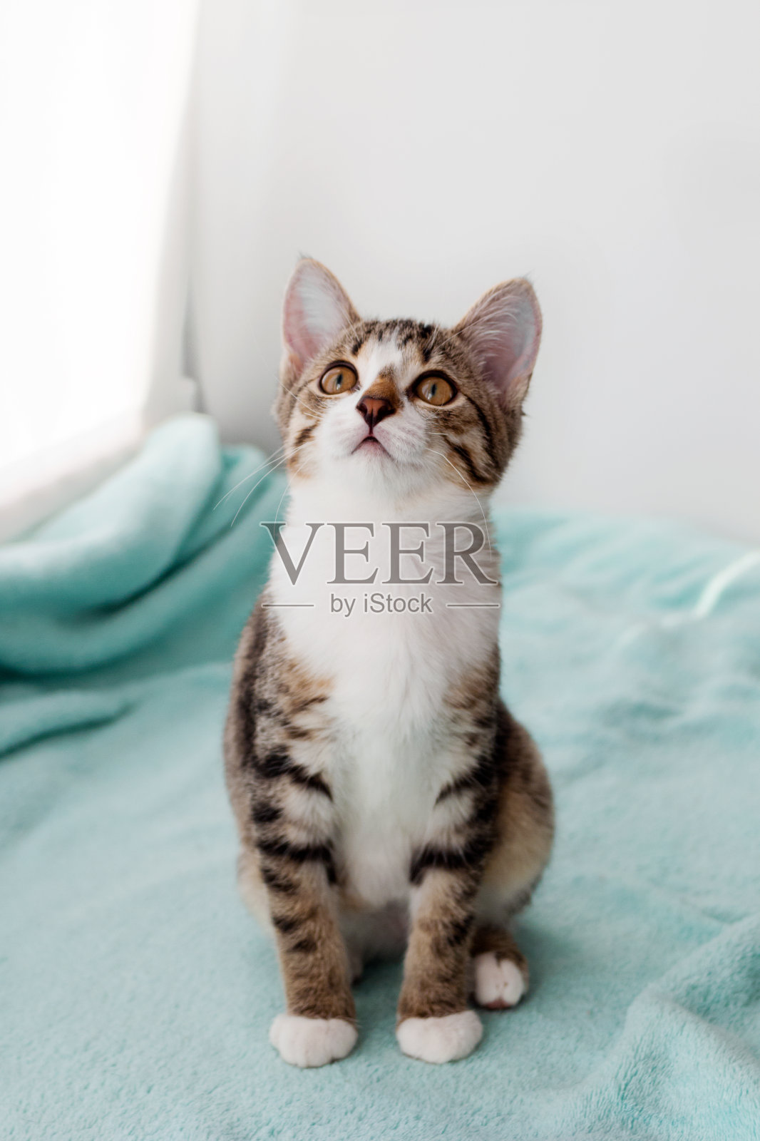 小白色虎斑猫的肖像与绿色的眼睛在阳光在蓝色毯子靠近窗户。照片摄影图片