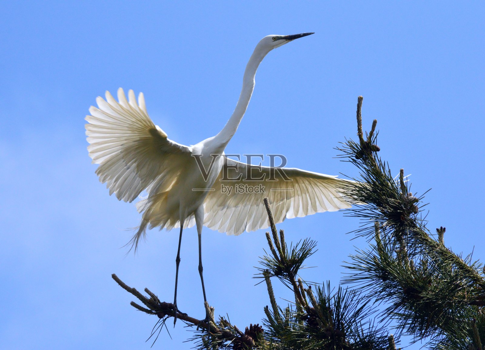 白鹭照片摄影图片