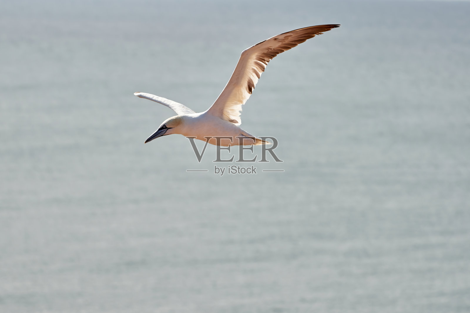 一只白色和黄色的塘鹅飞过天空,背景是蓝色和灰色的海洋照片摄影图片