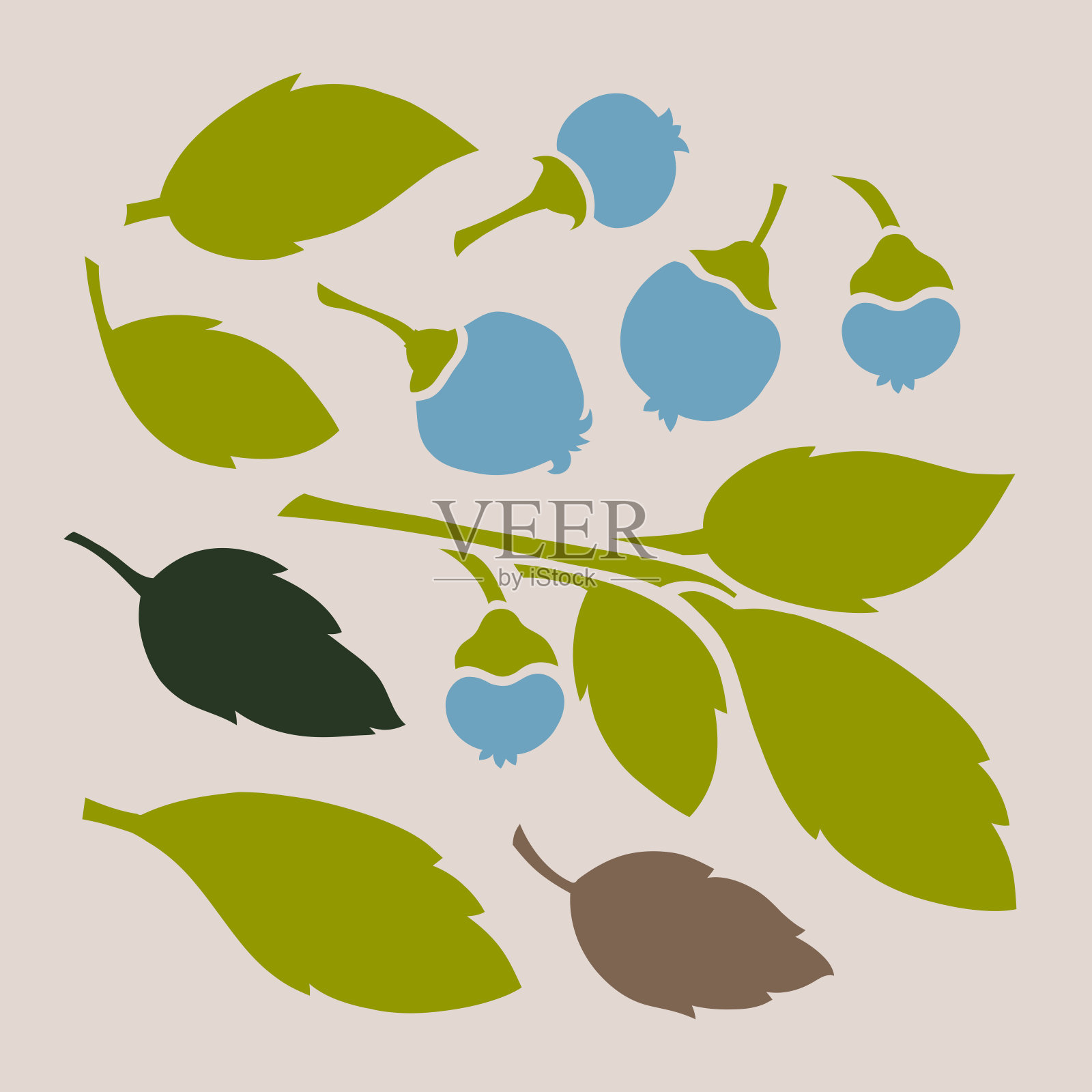 蓝莓和树叶。植物设计。矢量插图。插画图片素材