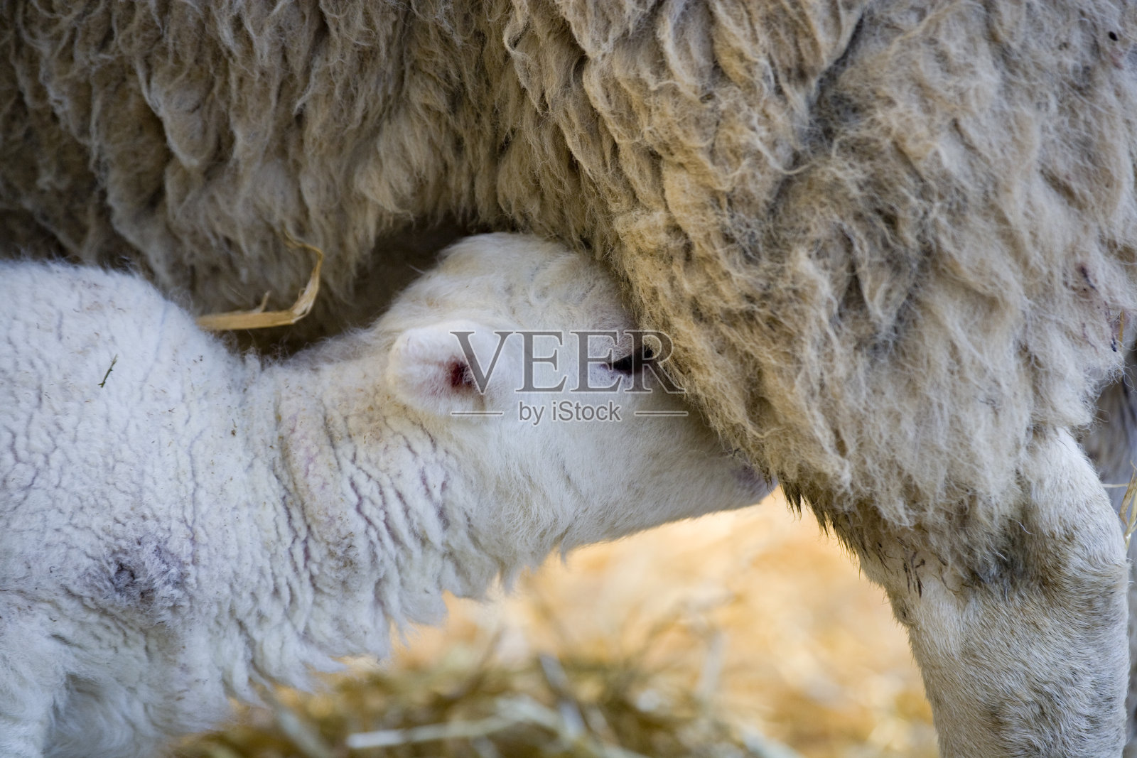 农场里白脸新生的莱恩小羊照片摄影图片