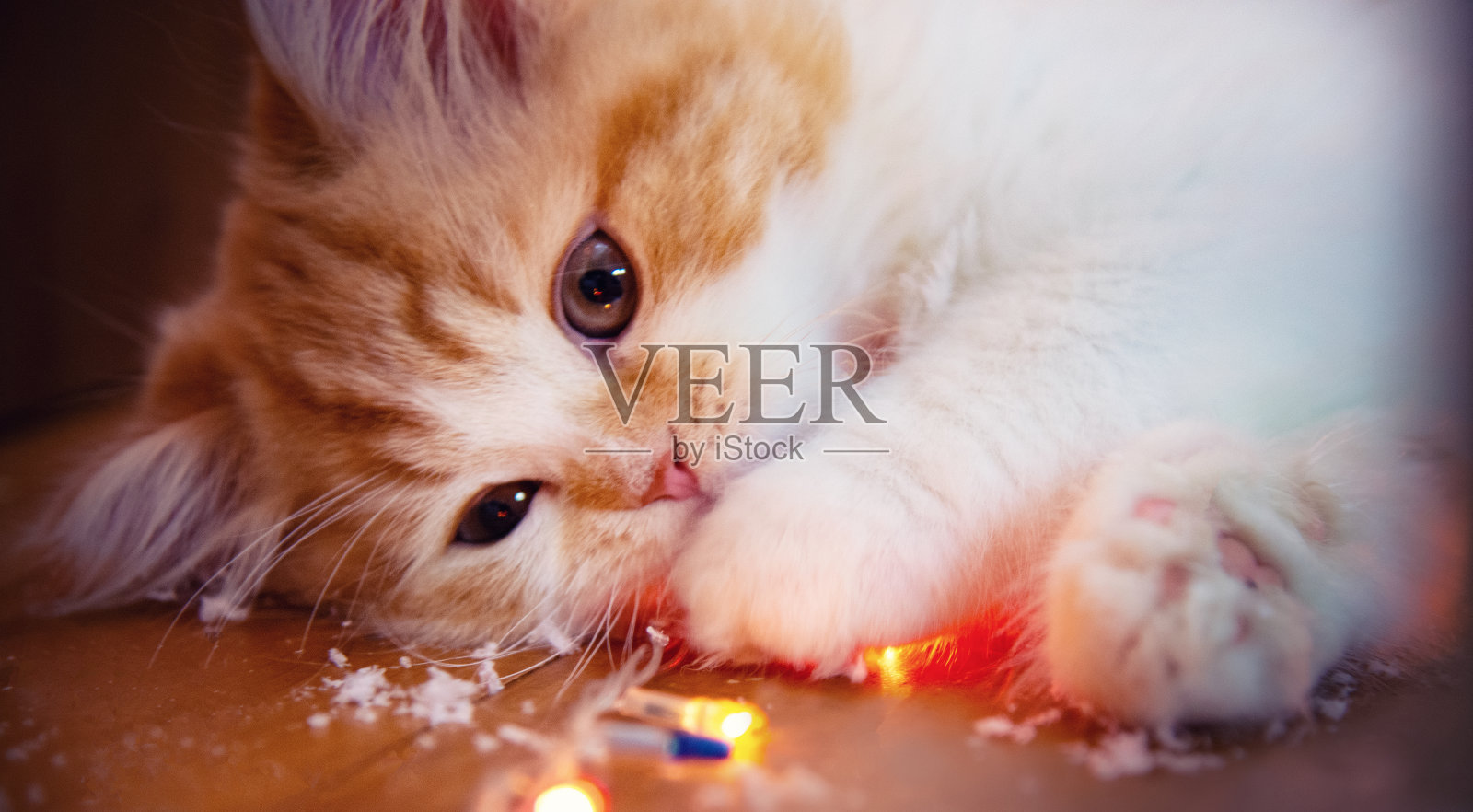 红白猫照片摄影图片