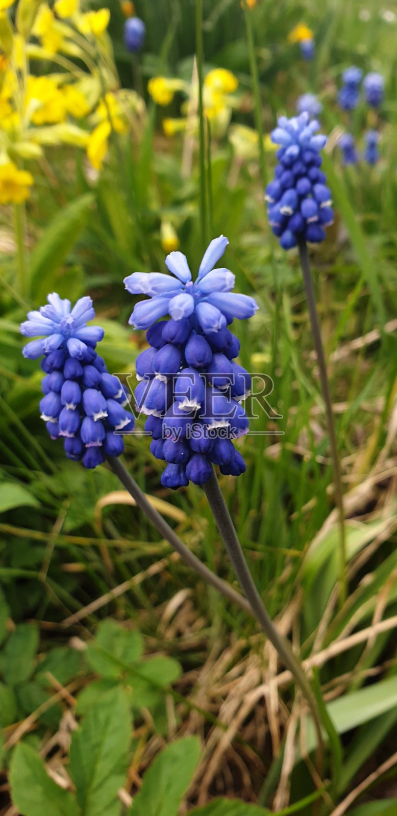 俄罗斯的本质。蓝色和黄色的花在花园里盛开。照片摄影图片
