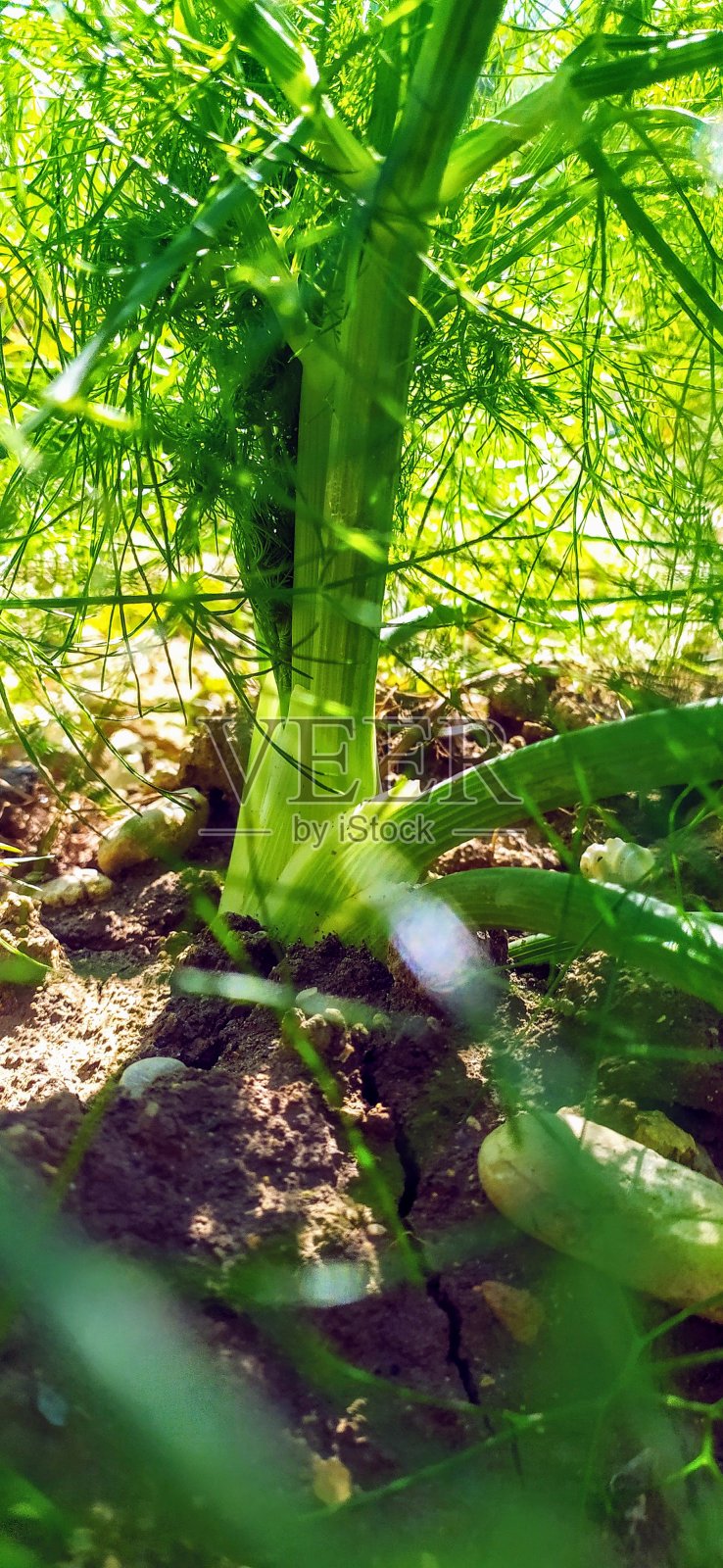 茴香来自泥土照片摄影图片