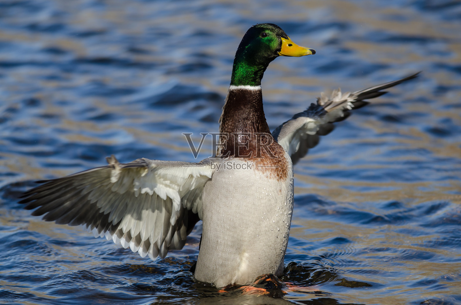 野鸭在水面上休息时展开翅膀照片摄影图片