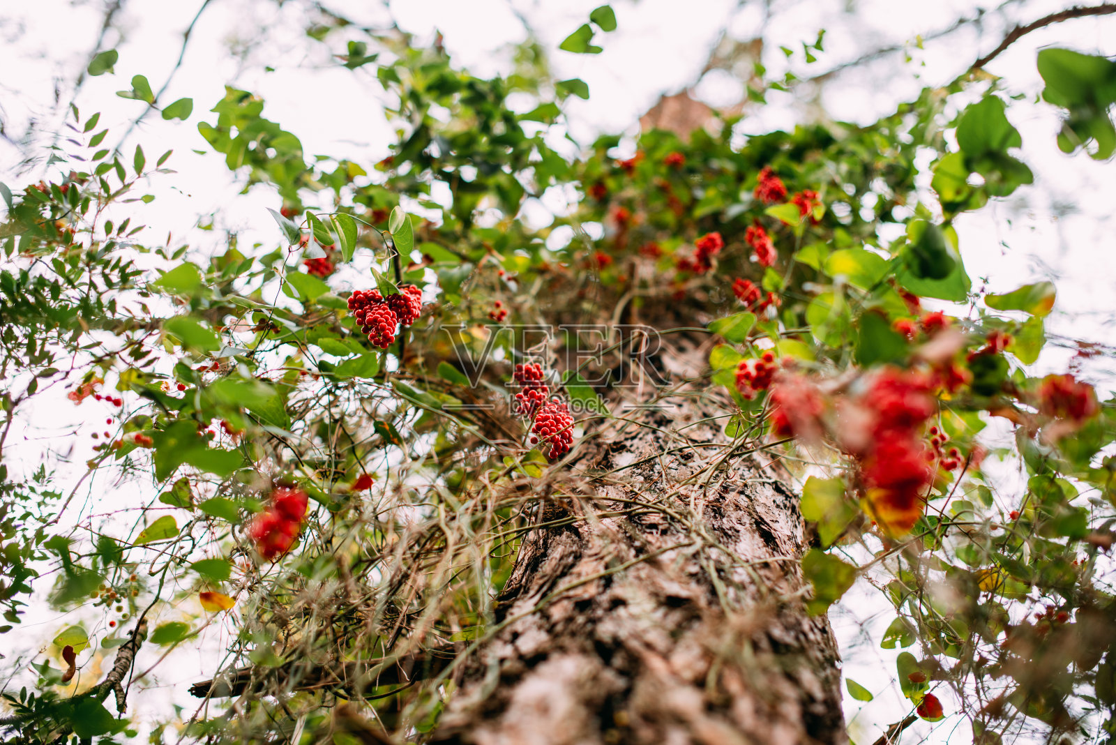 松树树干覆盖着常青藤果实照片摄影图片