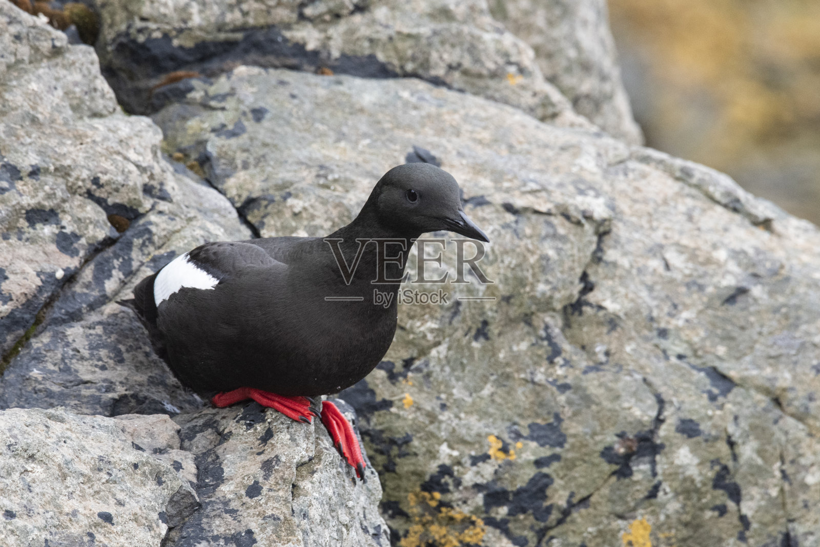 海鸠照片摄影图片