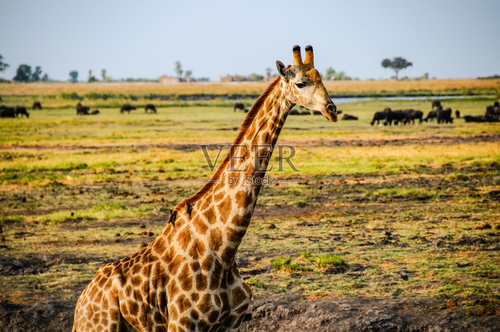 非洲大草原长颈鹿的特写照片摄影图片