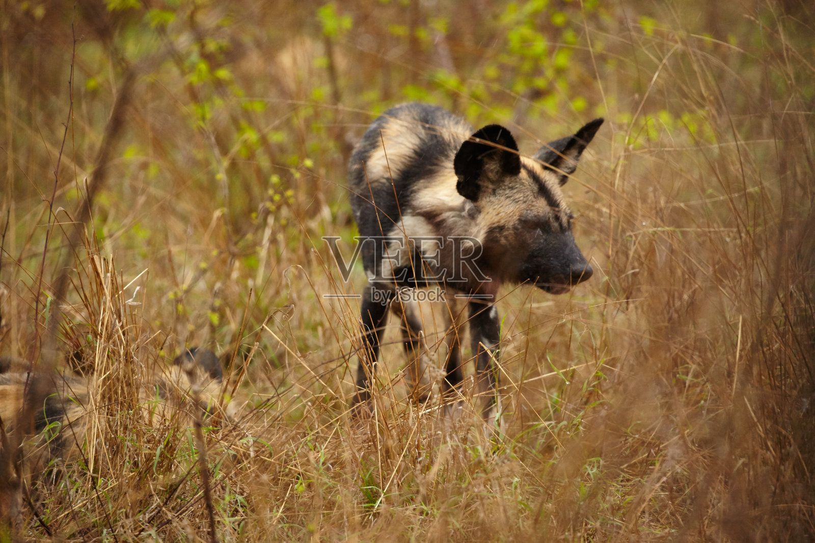非洲野狗照片摄影图片