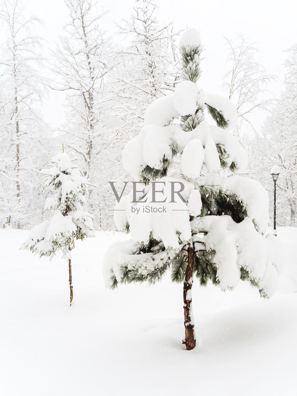 在一个阴天,一棵覆盖着积雪的松树在一片空地上,映衬着树木的背景照片摄影图片