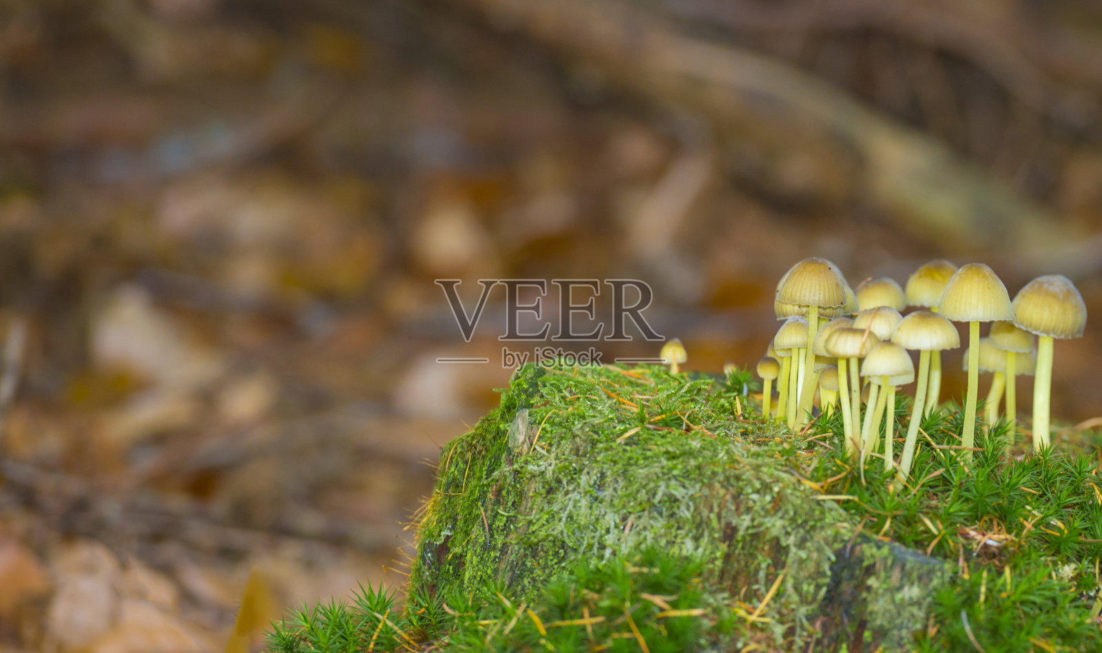 秋天森林里的蘑菇在秋天的阳光下变得五颜六色照片摄影图片