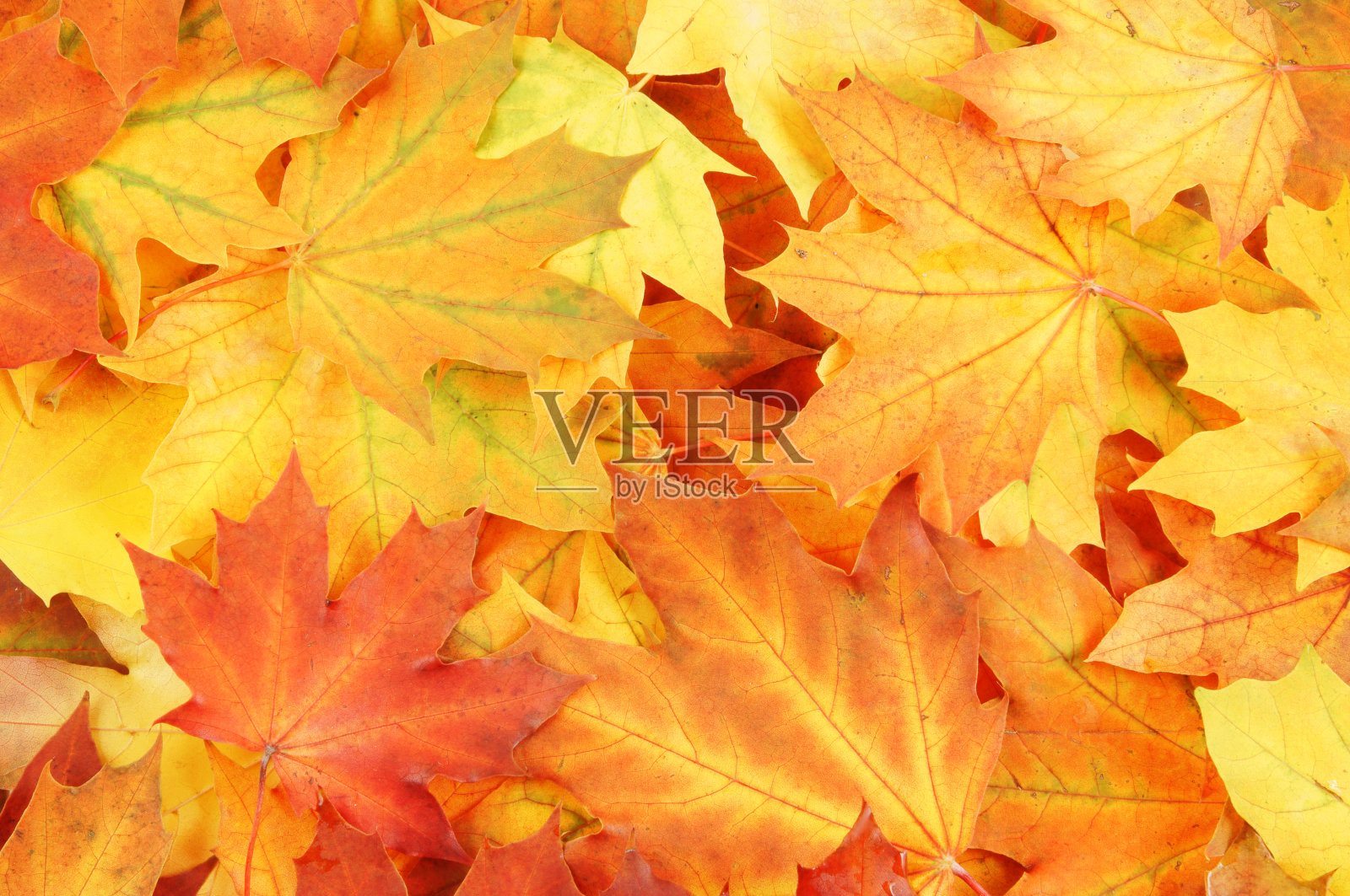 枫叶的背景照片摄影图片