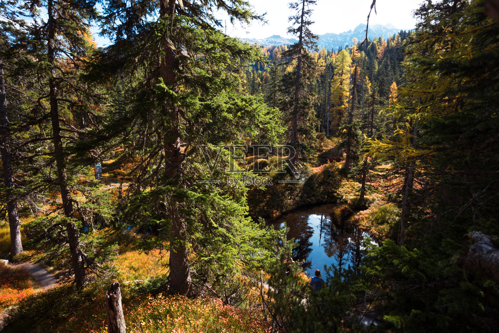 绿色沼泽在美丽的阳光灿烂的森林小径Rauris丛林原始森林在Hohe Tauern自然公园奥地利"n照片摄影图片