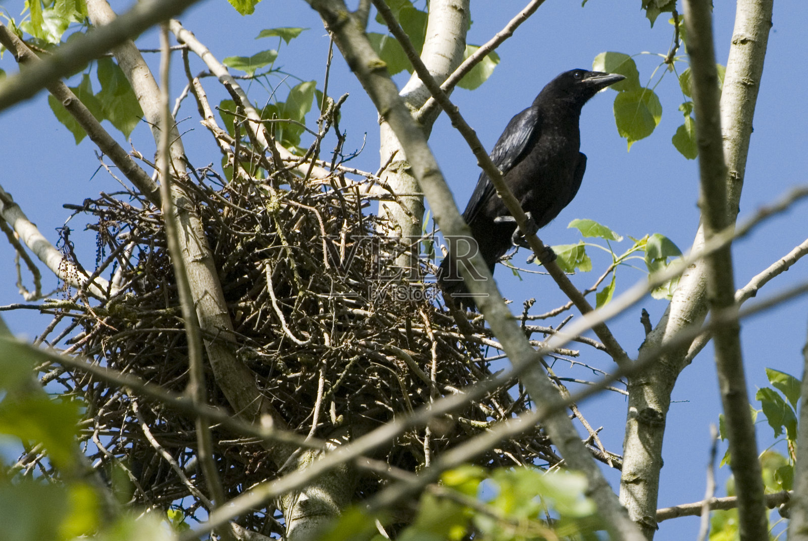 吸烟鸟照片摄影图片