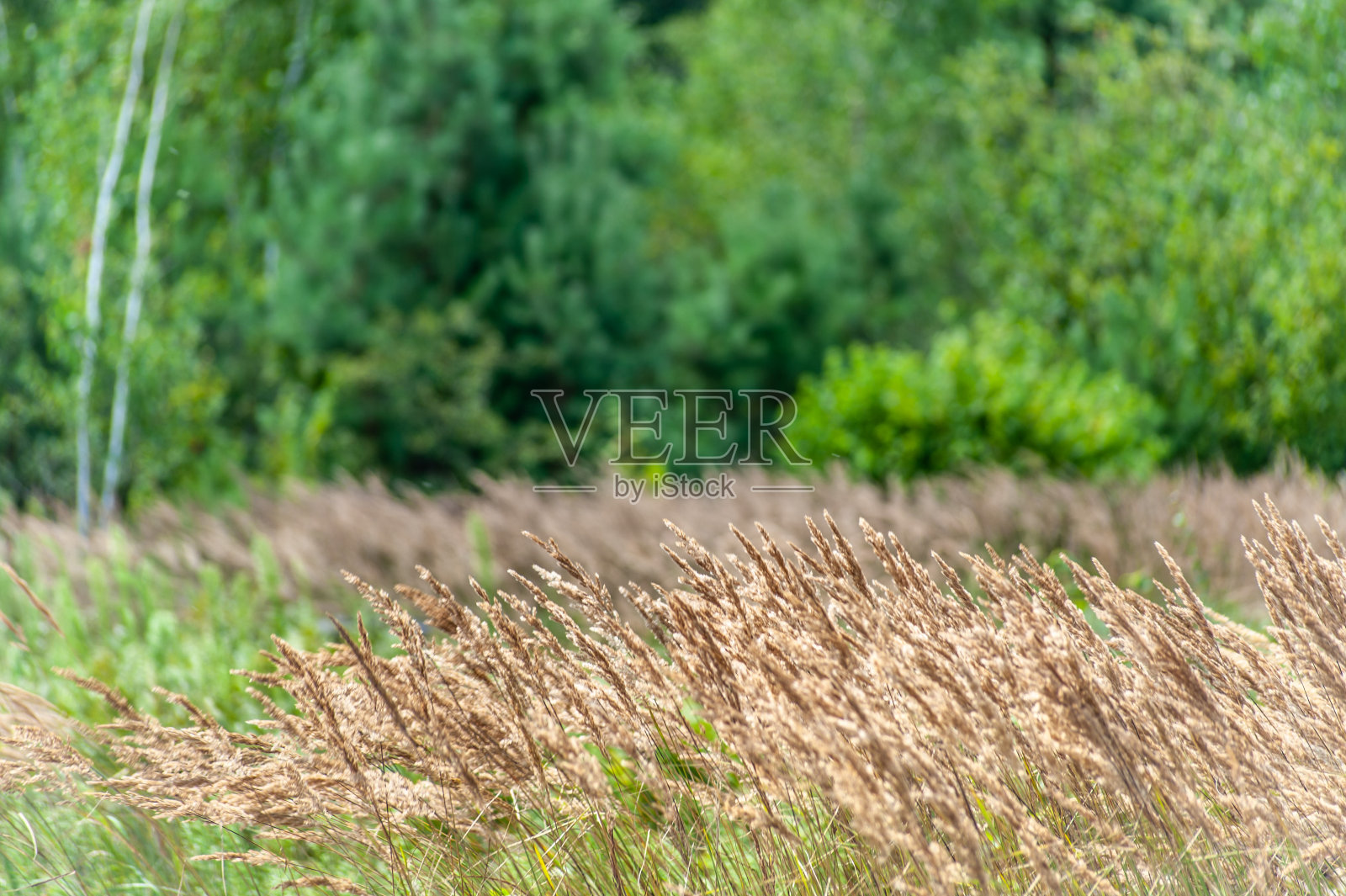黄澄澄的枯草在田野上起伏,背景照片摄影图片