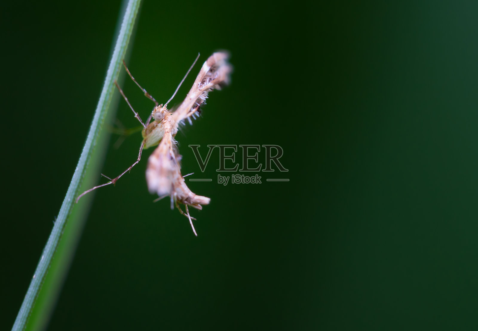 绿叶上长刺片蛾或杨桃花蛾照片摄影图片