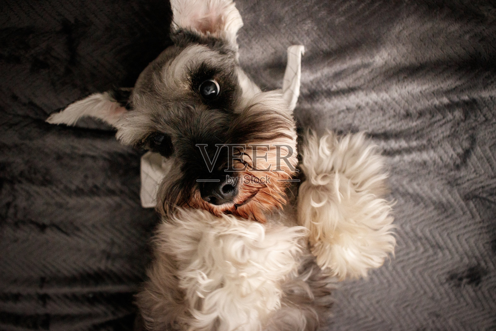 狗肖像照片摄影图片