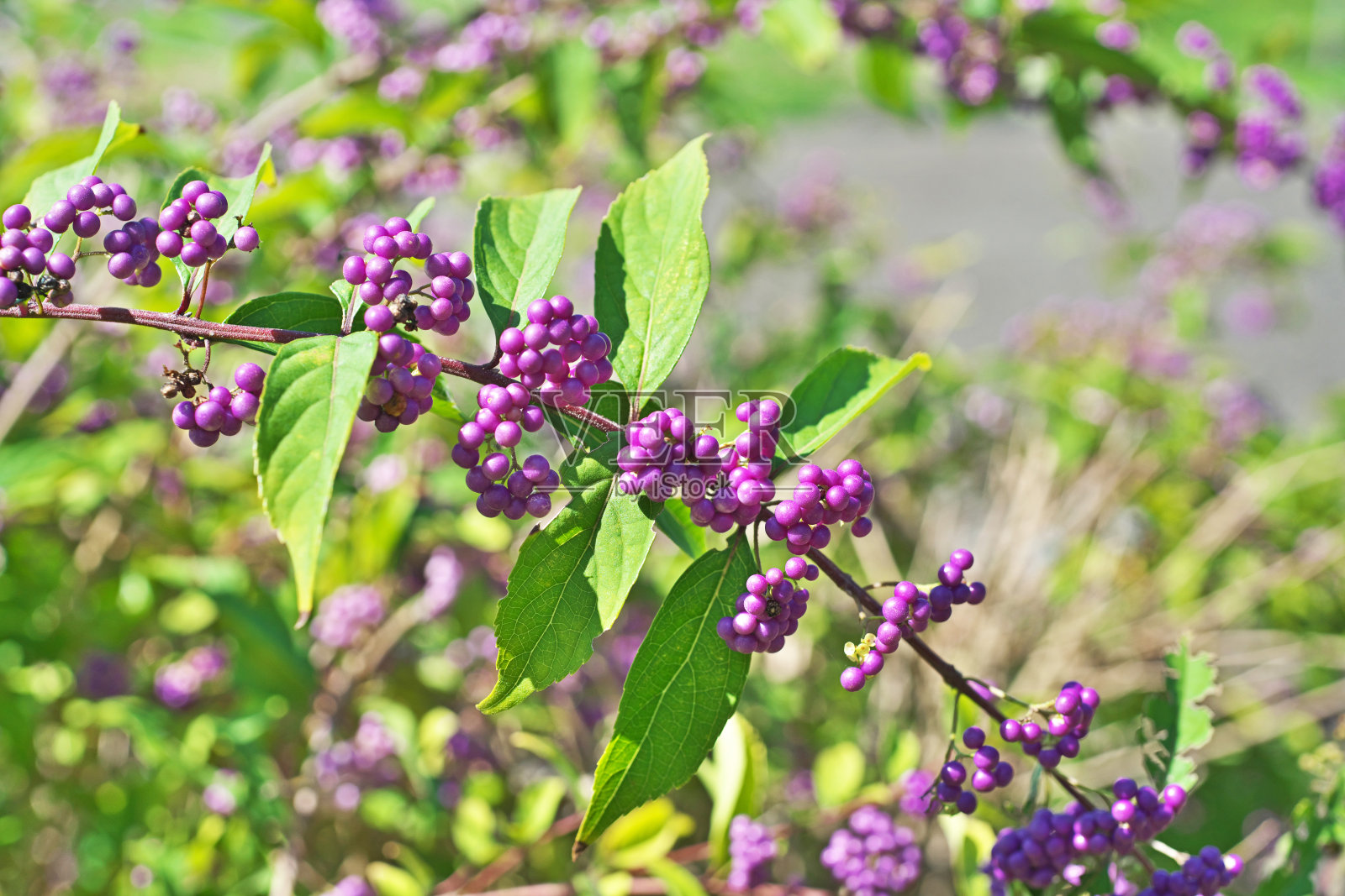 Callicarpa粳稻照片摄影图片