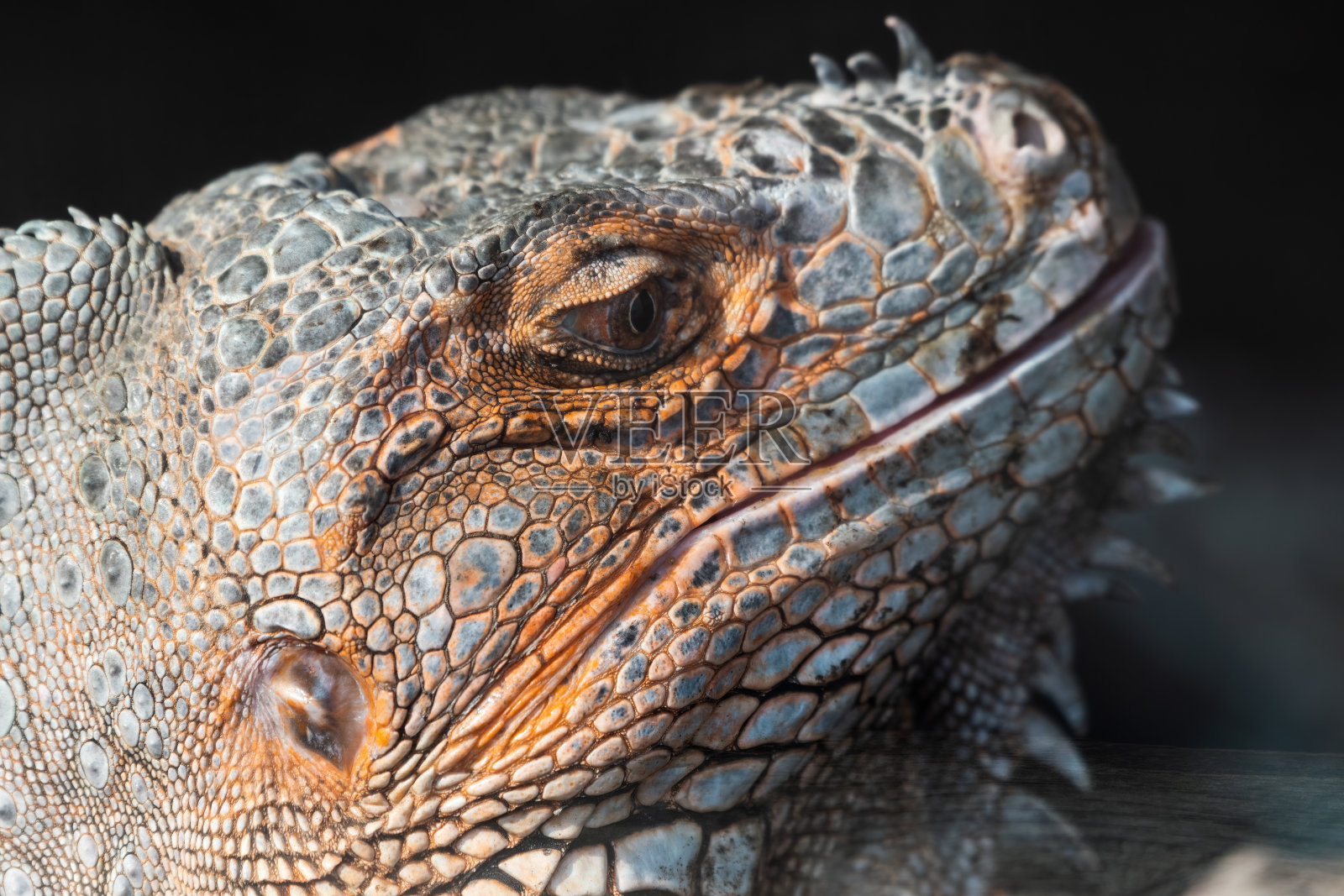 鬣蜥近距离的侧面轮廓照片摄影图片