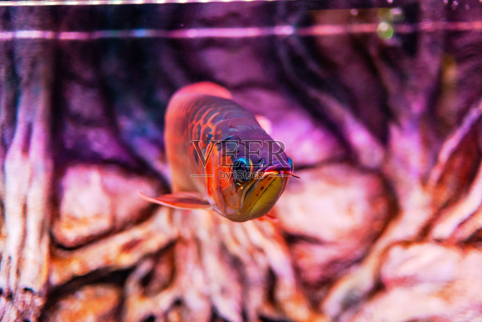 红辣椒龙鱼近距离观看水族馆照片摄影图片