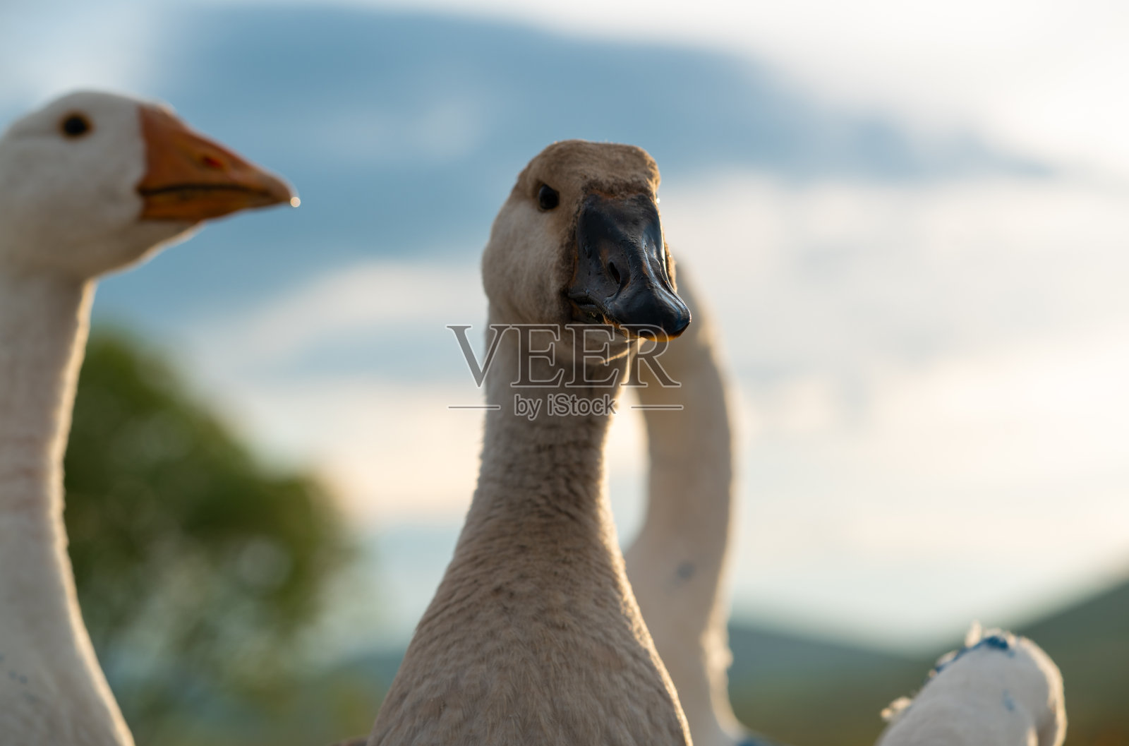一群鹅在山地图上行进照片摄影图片