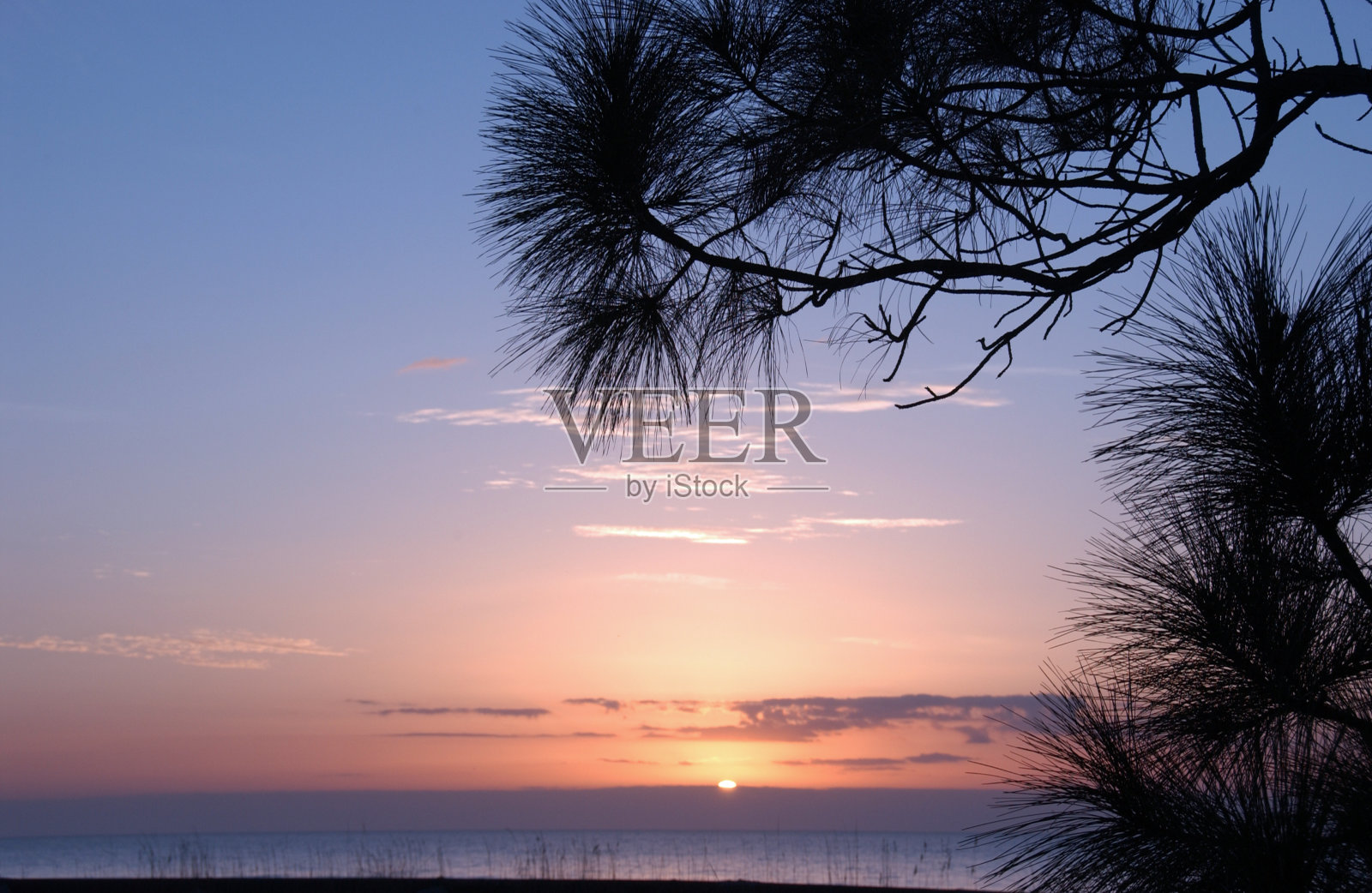 大西洋日出与松树希尔顿头,SC照片摄影图片