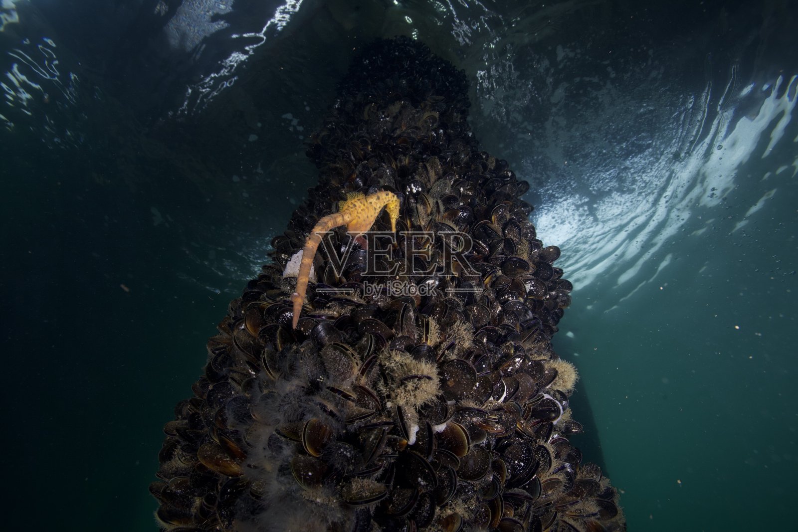 海马照片摄影图片