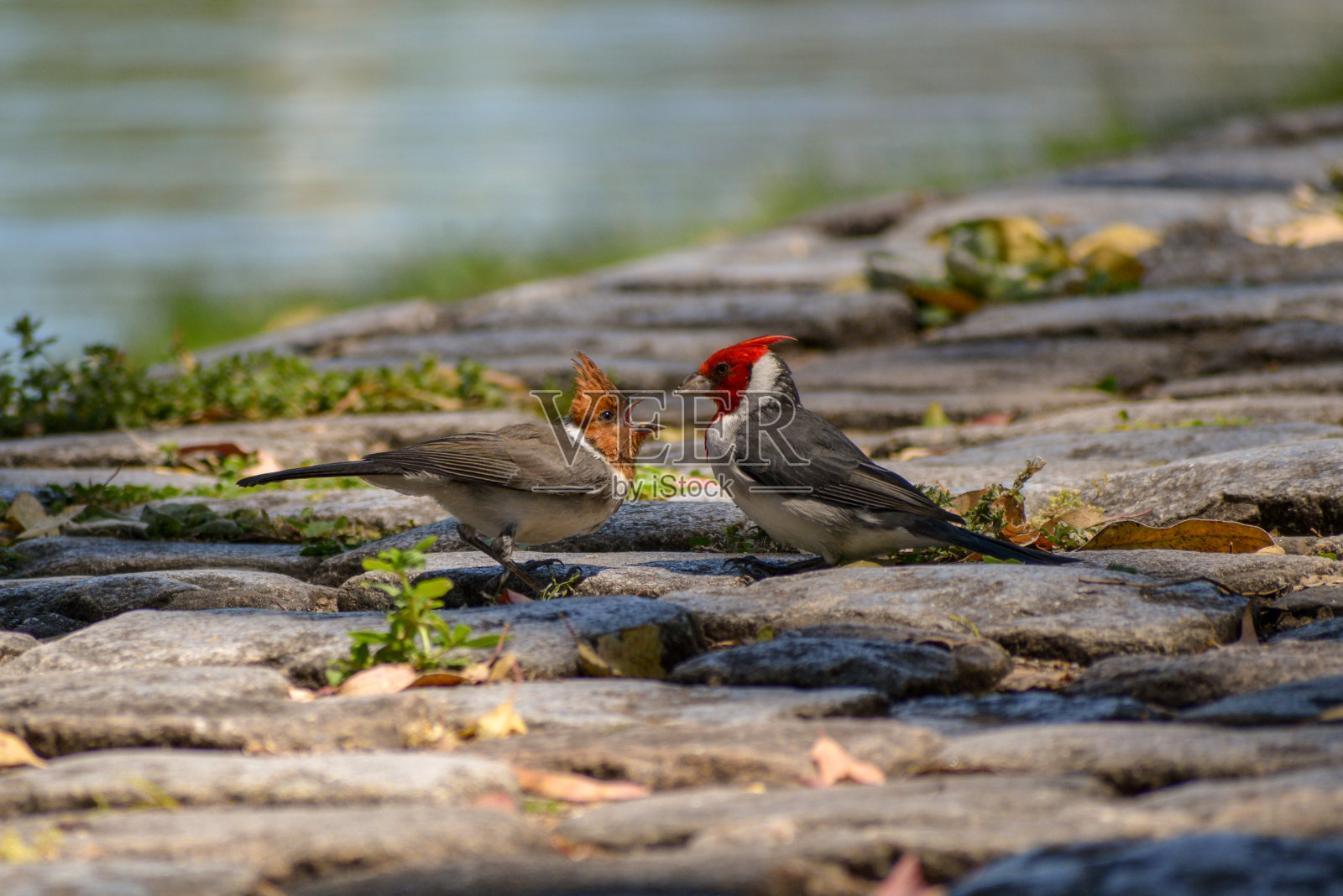 喂养雏鸟的红冠红衣雀(冠冠红衣雀)照片摄影图片