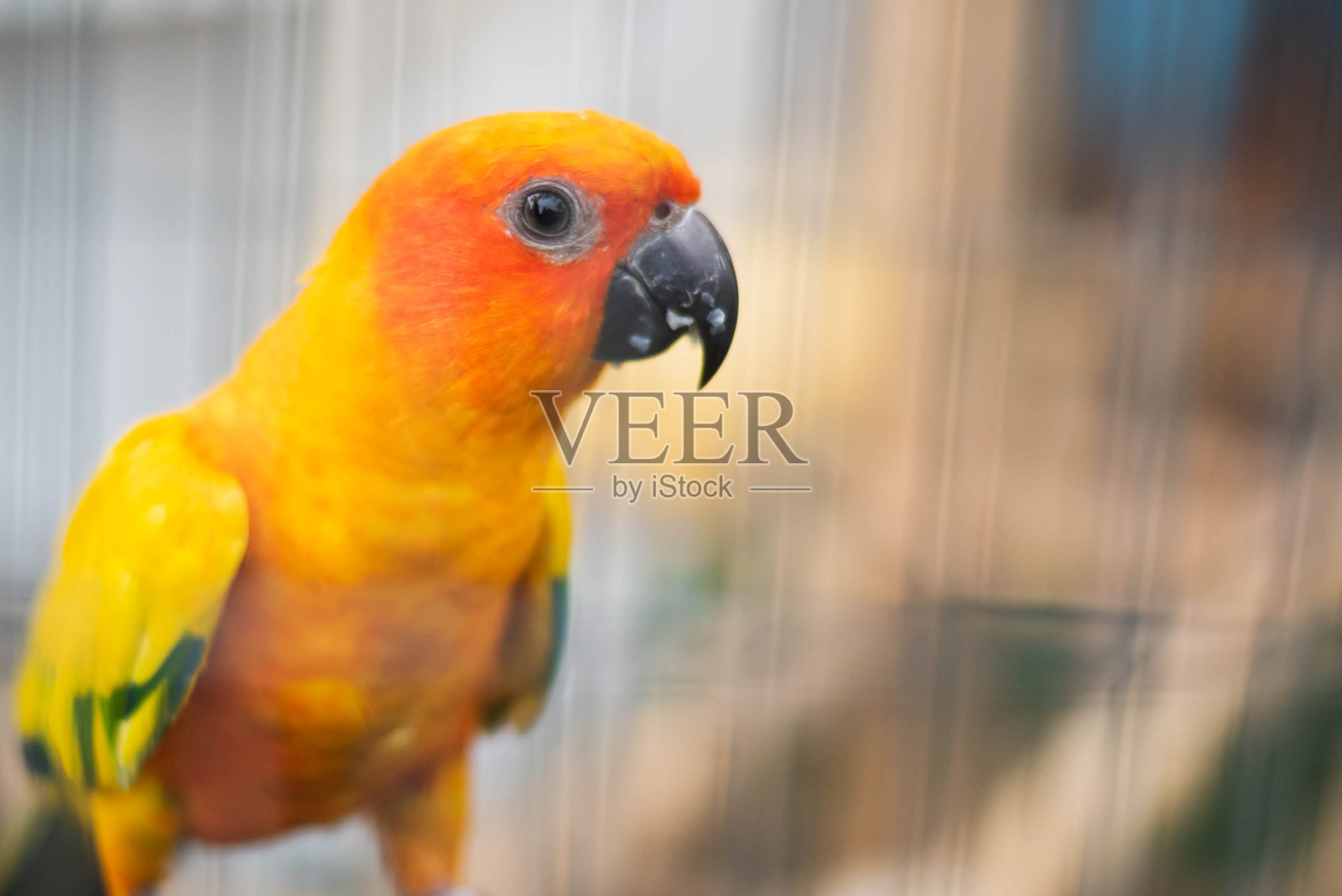 五颜六色的鹦鹉坐在笼子里。照片摄影图片