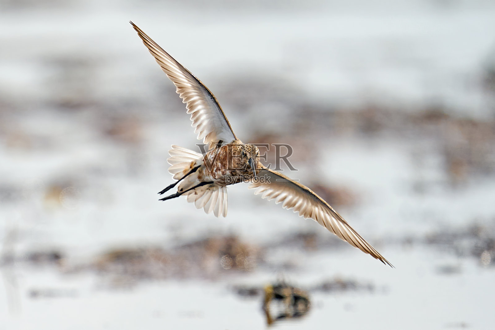 鹬(Calidris ferruginea)照片摄影图片
