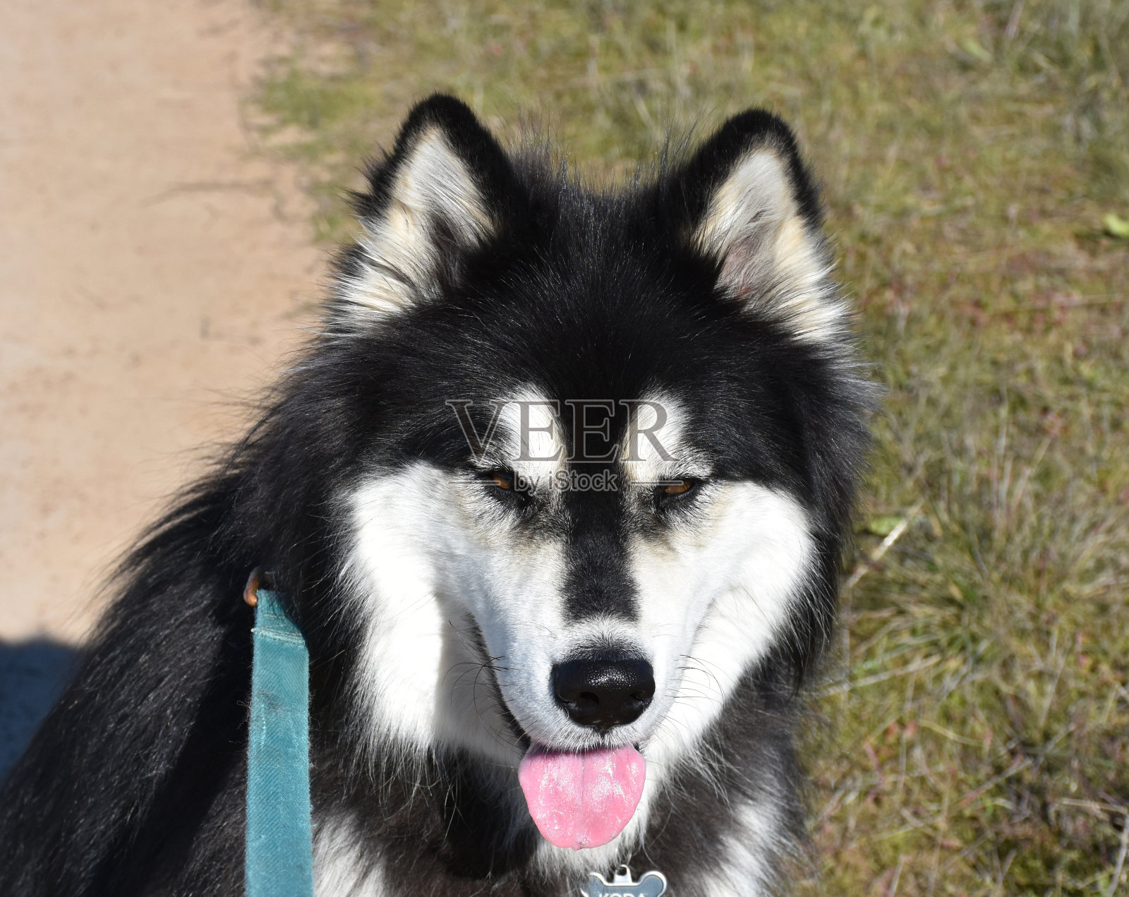美丽的阿鲁斯基犬,一半阿拉斯加雪橇犬,一半西伯利亚哈士奇犬照片摄影图片