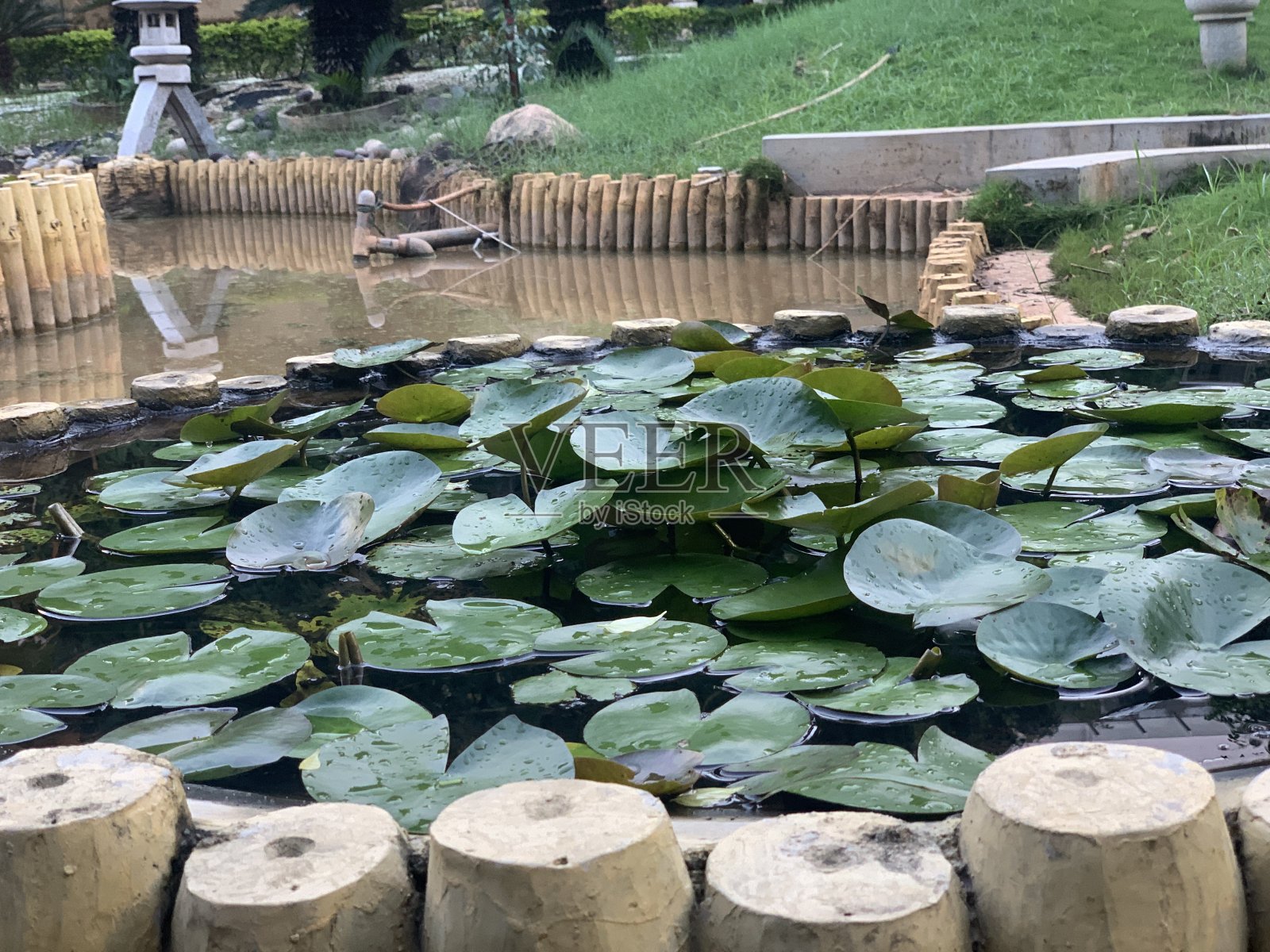 Lotus睡莲照片摄影图片