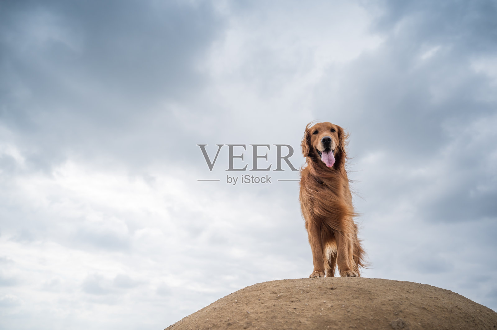 金毛猎犬站在岩石的顶端照片摄影图片