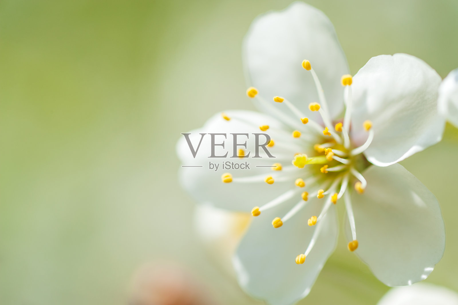 在美丽模糊的背景上,一棵开花的苹果树的树枝。Macroshooting。照片摄影图片