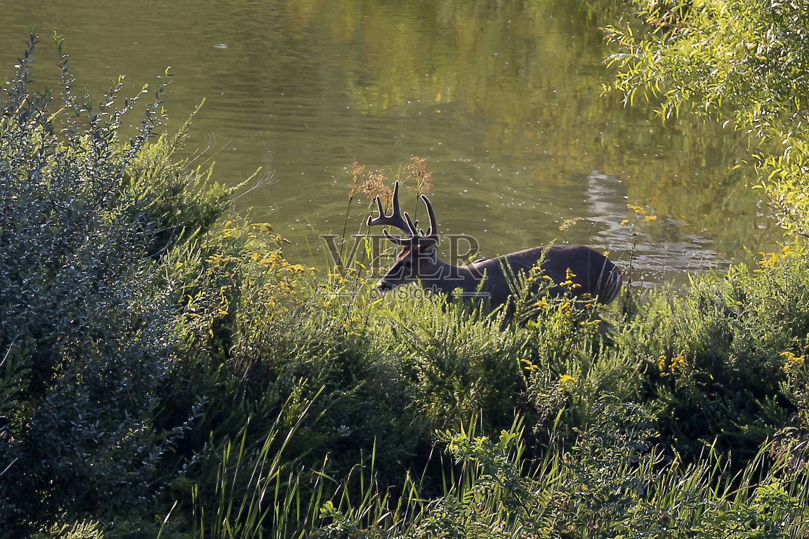 白尾鹿巴克照片摄影图片